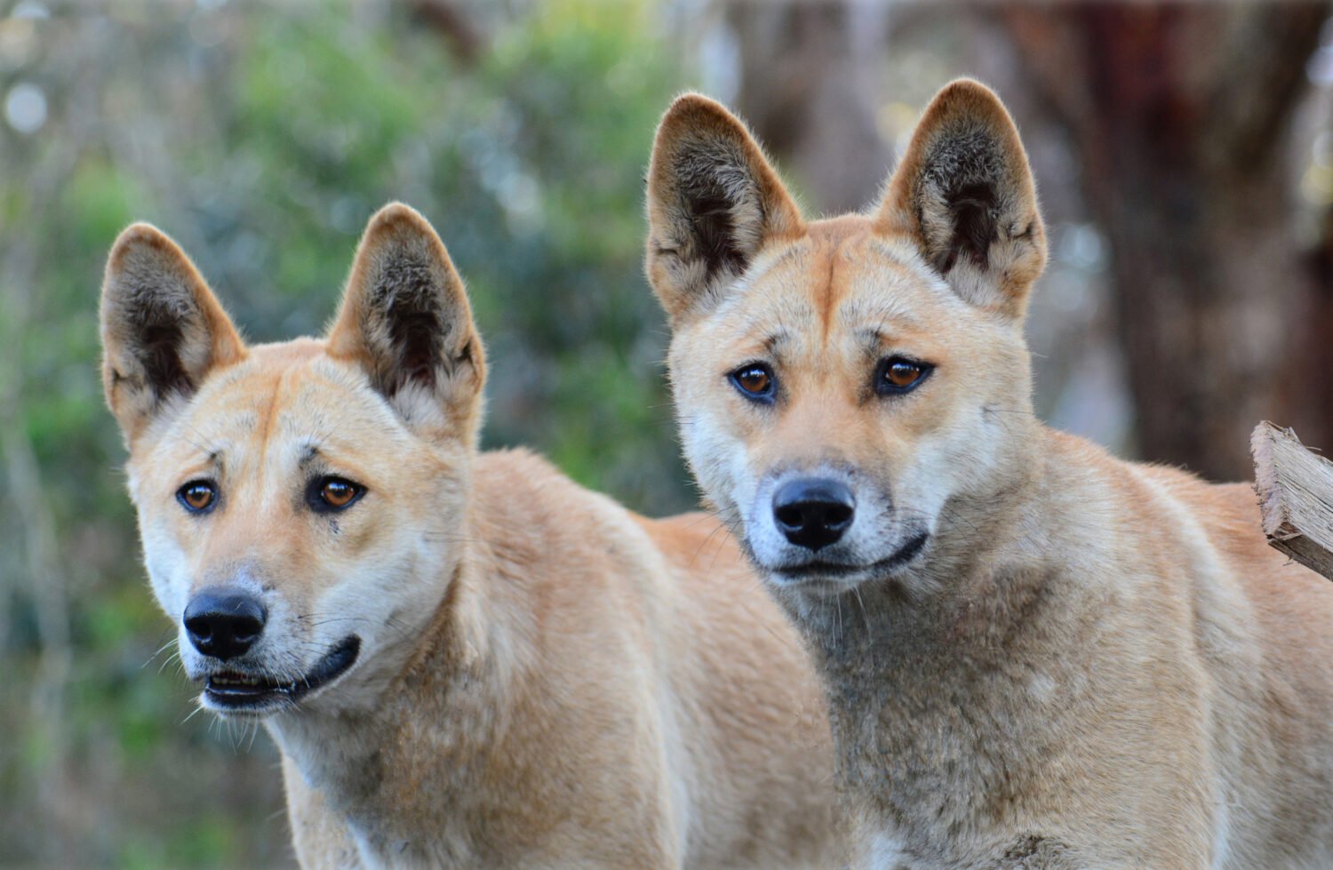 The Leakey Foundation  New research reveals where the dingo sits